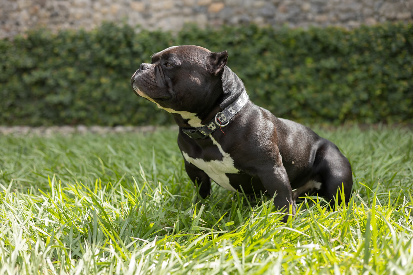 Perro American Bully en el Hotel Don Gregorio Cartago — Hotel Pet Friendly