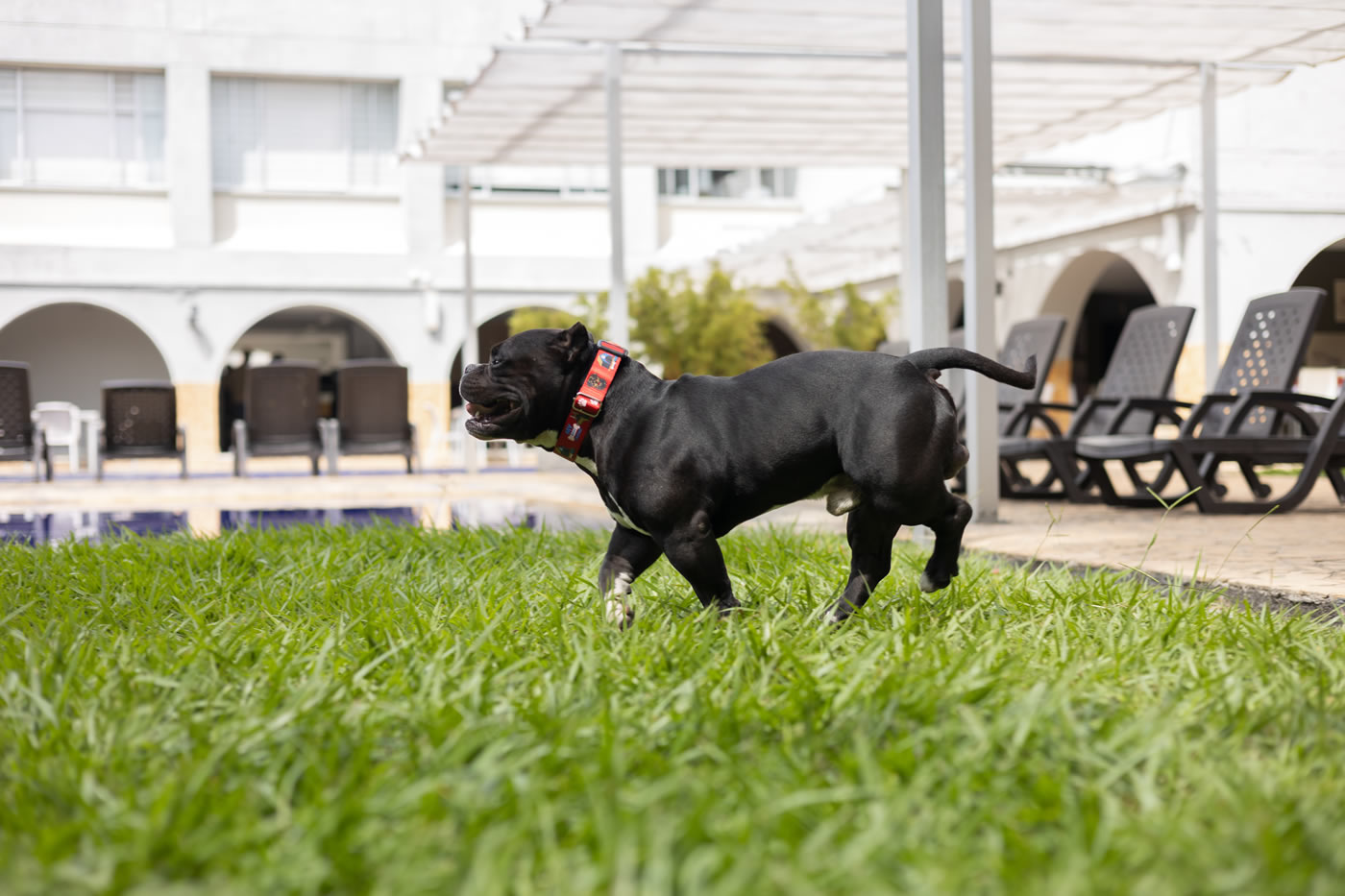 Cachorro en la piscina del Hotel Don Gregorio — Pet Friendly Cartago