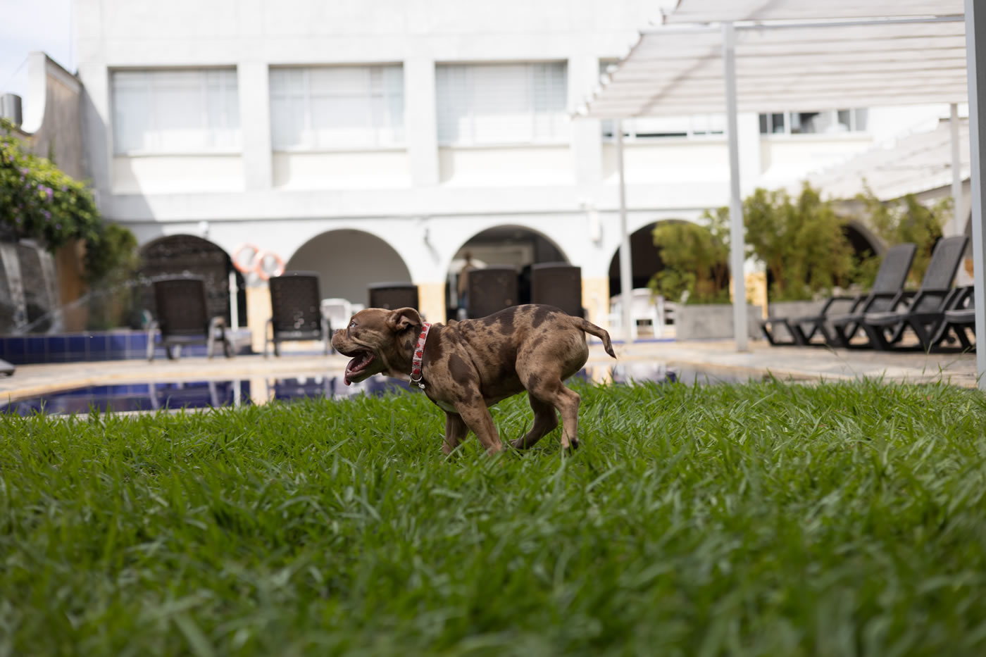 Perro libre en el jard&iacute;n del Hotel Don Gregorio — Hotel Pet Friendly Cartago